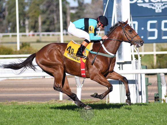 El césped ya no es una incógnita para el potrillo de El Alfalfar